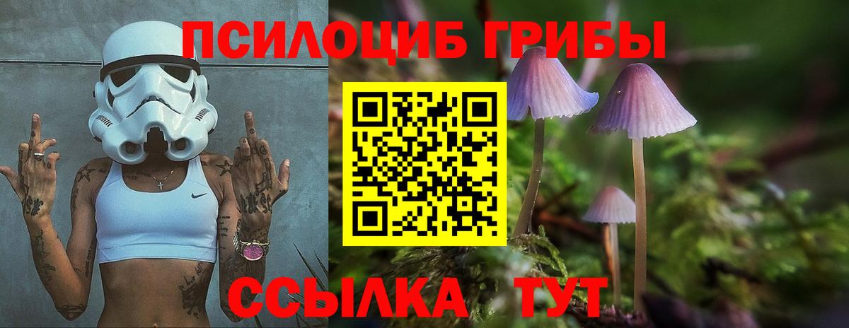 Тында  Псилоцибиновые грибы Psilocybe  Вход с VPN 